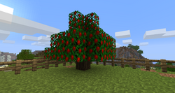 Apple tree