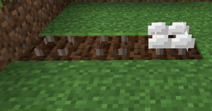 White Mushrooms