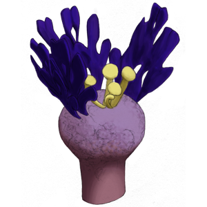 SPC PLANT031 300x300