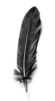 Feather