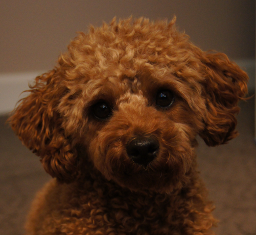 File:Riley.png