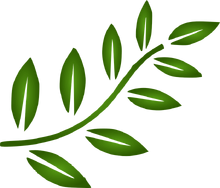 Branch-309513 960 720