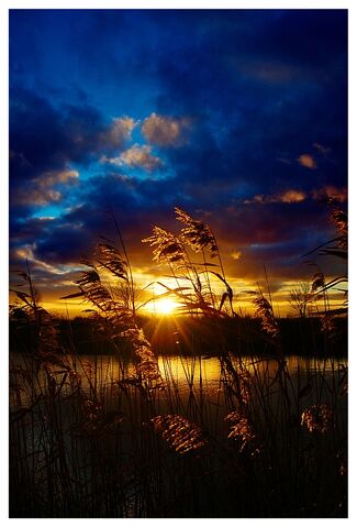 File:Golden Sunset by XipnosS.jpg