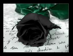 File:Black rose 2.jpg