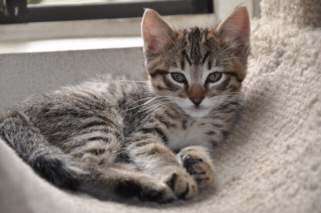 File:Tabby-M.jpg