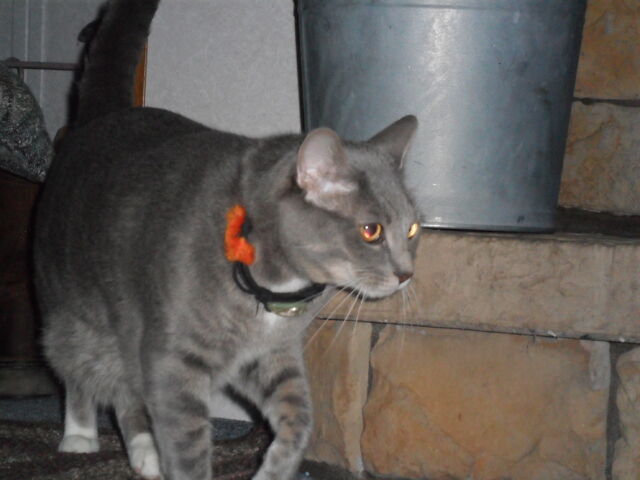 File:Bo.jpg.jpg