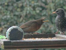 Amsel Star WinterFu-080310 jm 016-2