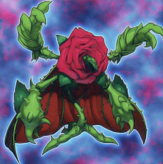 Rosa Rigenerante