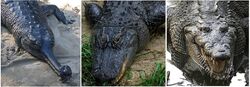 800px-Comparison - Crocodilia