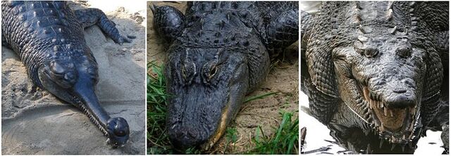 File:800px-Comparison - Crocodilia.jpg