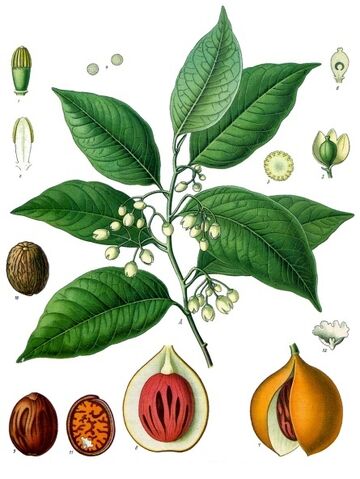 File:Myristica fragrans.jpg