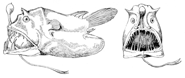 File:Linophryne lucifer.png