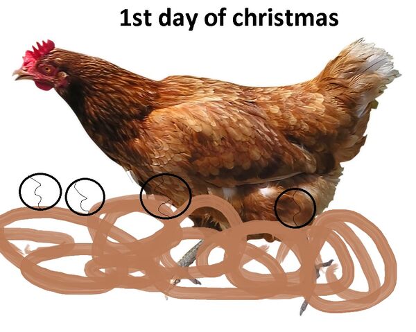 File:Chicken.jpg