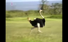 Ostrich