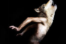 Wolf1