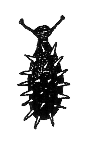 Datei:Trüffelschnecke.png