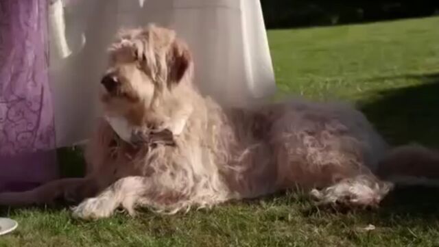 File:Zoey Stevens' dog.jpg