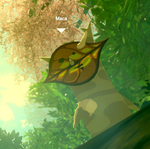 File:Maca korok.jpg