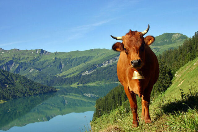 Fichier:Vache-tarentaise-et-le-lac-de-roseland-ferme--6614e1T650.jpg