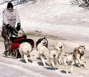 Dog sled one