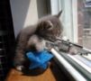 File:101px-Sniper cat.jpg