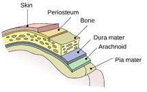 2000px-Meninges-en.svg
