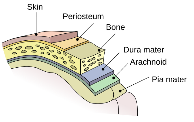 File:2000px-Meninges-en.svg.png
