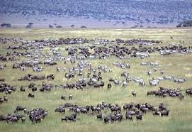File:Savana 2.jpg