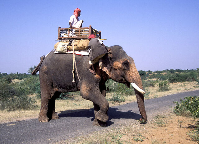 File:Elephant rider - india.jpg