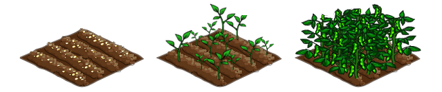 File:Lima Beans stages.png
