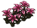 Red Flower Bed
