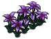 Violet Flower Bed