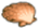 Scallop Shell