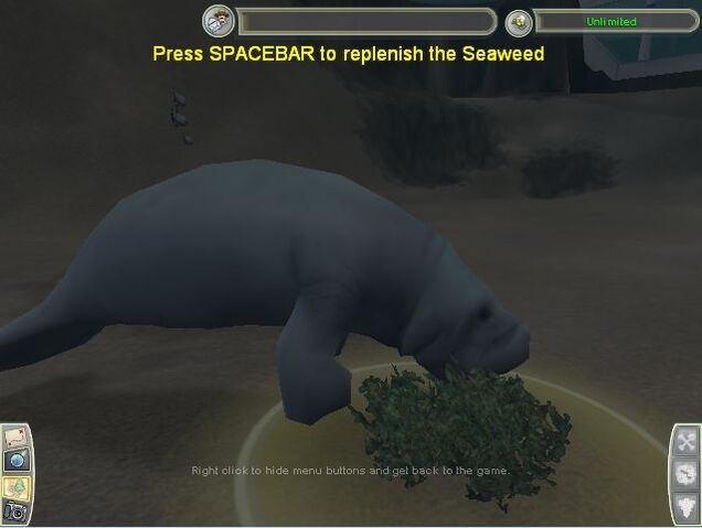 File:West Indian Manatee.jpg