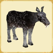 Siberianmuskdeer