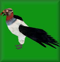File:Kingvulture.jpg