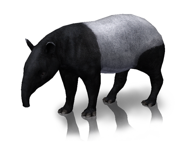 File:Tapirm.png