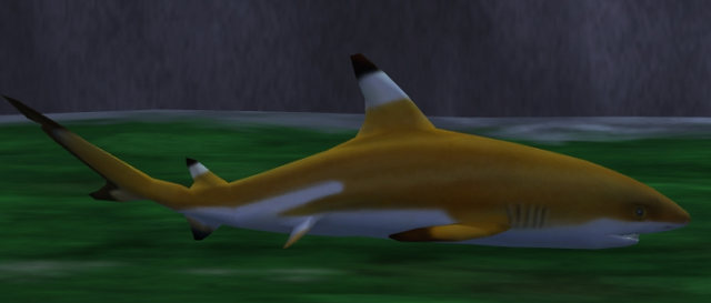 File:Blacktip Reef Shark.png