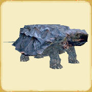 Alligatorsnappingtortoise