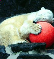 Maganet the Polar Bear