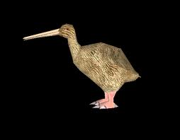 File:Kiwi.jpg