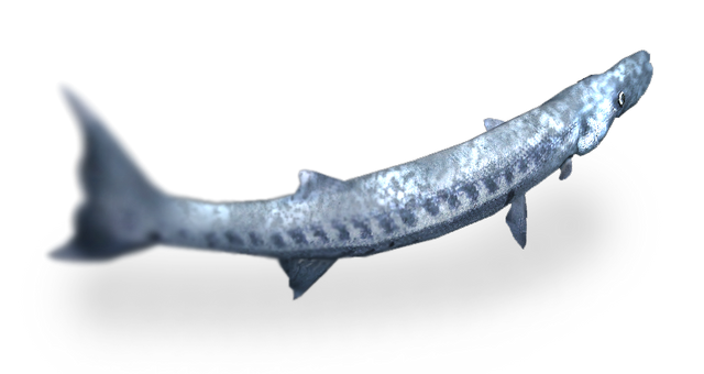 File:Img1b.png