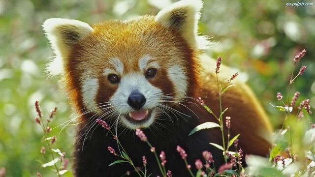 Plik:Panda mala.jpeg