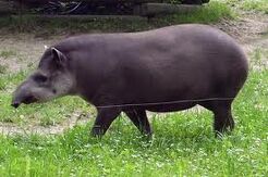 Tapir.jpeg