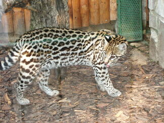 Ocelot5.jpg