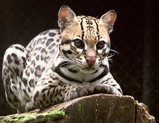 Ocelot3.jpg