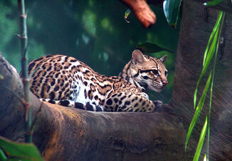 Ocelot4.jpg