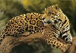 Jaguar.jpg